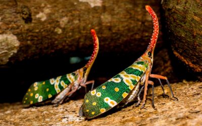 Pengaruh Data Lakehouse Terhadap Kecepatan Bisnis